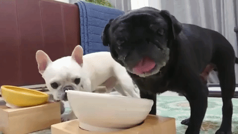 動物,犬,猫,しつけ,飼い方,育て方,病気,健康