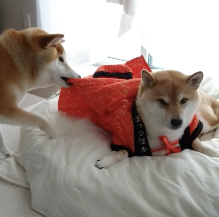 動物,犬,猫,しつけ,飼い方,育て方,病気,健康