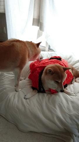 動物,犬,猫,しつけ,飼い方,育て方,病気,健康
