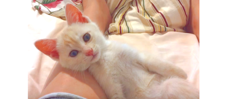 【これが、信頼の眼差し♡】ママの足元でウトウトする子猫ちゃん。そんなに見つめないでーッ(〃∇〃)