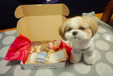 Image result for shih tzu 犬 多くのおもちゃで遊ぶ