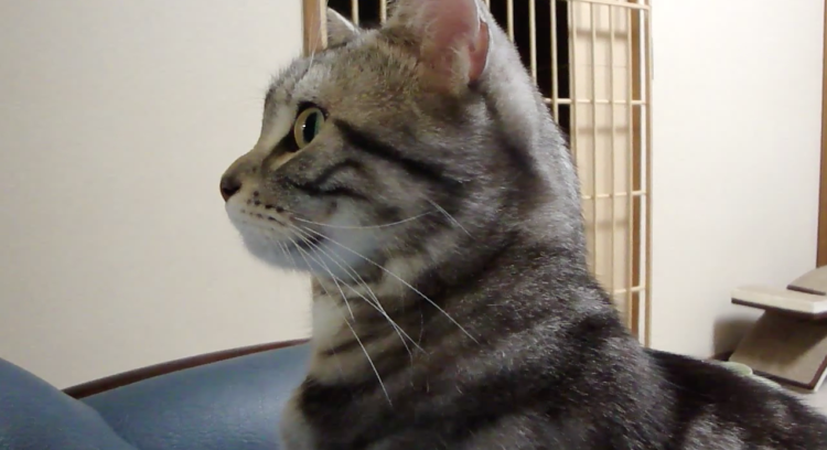 動物,犬,猫,しつけ,飼い方,育て方,病気,健康