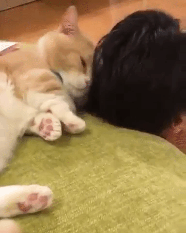 動物,犬,猫,しつけ,飼い方,育て方,病気,健康
