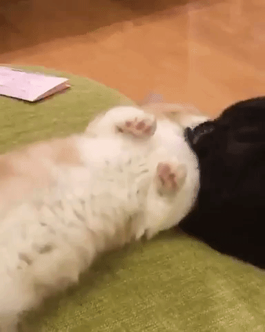 動物,犬,猫,しつけ,飼い方,育て方,病気,健康
