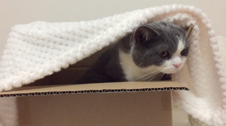 動物,犬,猫,しつけ,飼い方,育て方,病気,健康