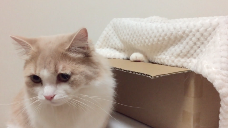 動物,犬,猫,しつけ,飼い方,育て方,病気,健康