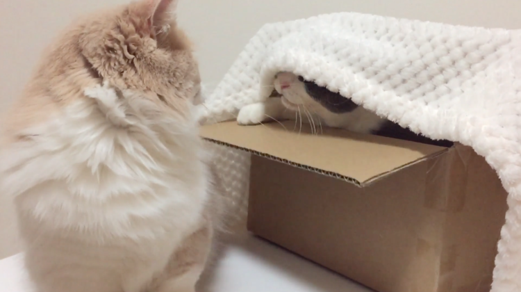 動物,犬,猫,しつけ,飼い方,育て方,病気,健康