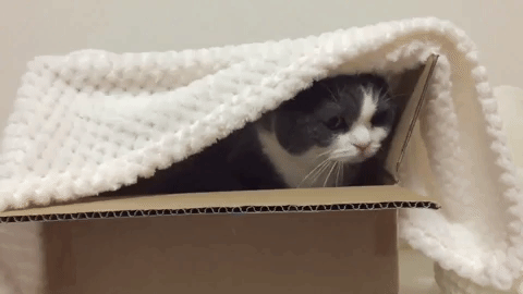 動物,犬,猫,しつけ,飼い方,育て方,病気,健康