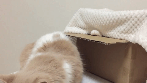 動物,犬,猫,しつけ,飼い方,育て方,病気,健康