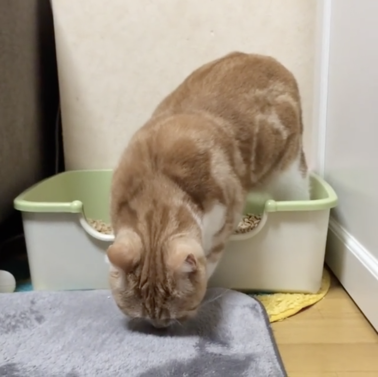 動物,犬,猫,しつけ,飼い方,育て方,病気,健康