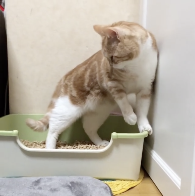 動物,犬,猫,しつけ,飼い方,育て方,病気,健康