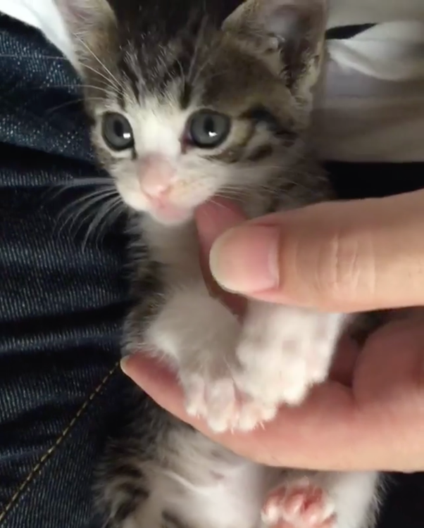 動物,犬,猫,しつけ,飼い方,育て方,病気,健康