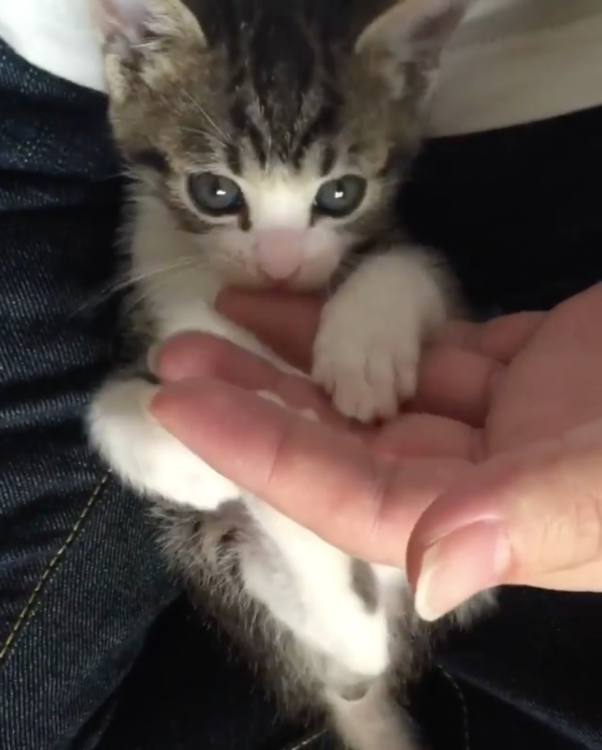 動物,犬,猫,しつけ,飼い方,育て方,病気,健康