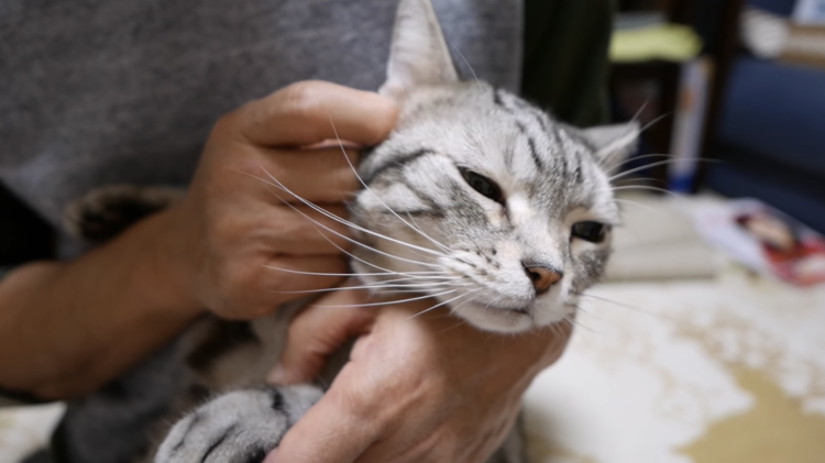 動物,犬,猫,しつけ,飼い方,育て方,病気,健康