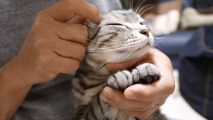動物,犬,猫,しつけ,飼い方,育て方,病気,健康