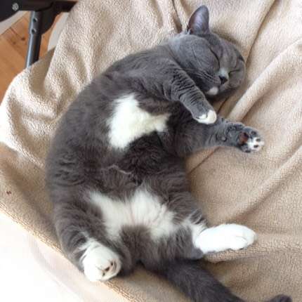 動物,犬,猫,しつけ,飼い方,育て方,病気,健康