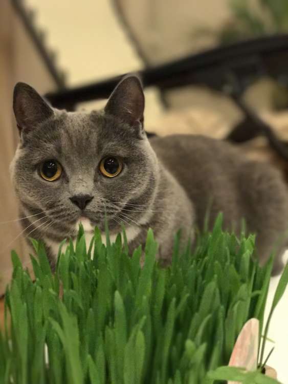 動物,犬,猫,しつけ,飼い方,育て方,病気,健康