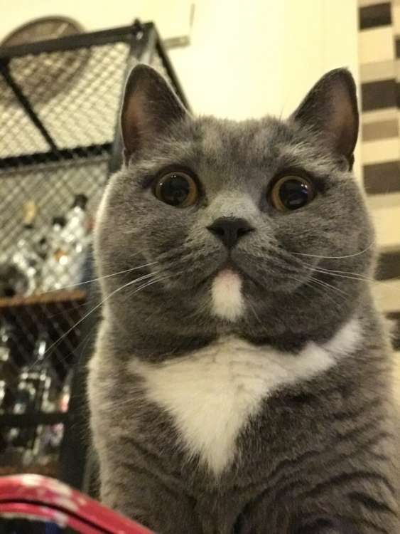 動物,犬,猫,しつけ,飼い方,育て方,病気,健康