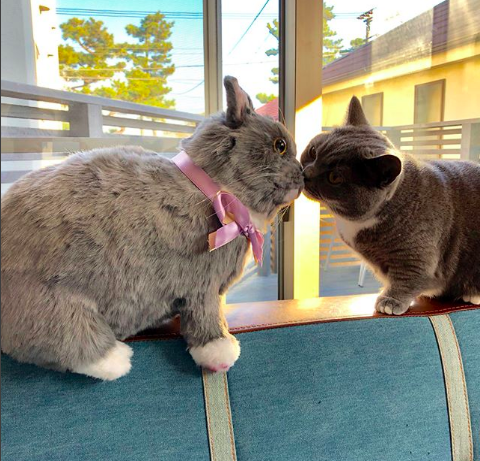 動物,犬,猫,しつけ,飼い方,育て方,病気,健康