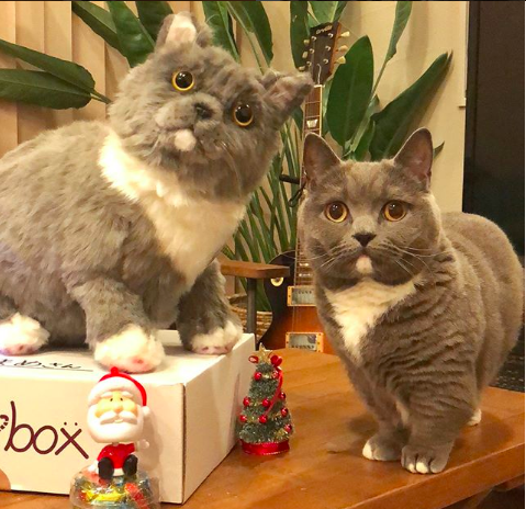 動物,犬,猫,しつけ,飼い方,育て方,病気,健康