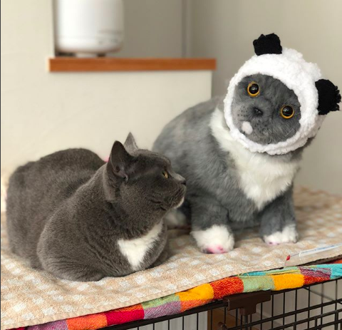 動物,犬,猫,しつけ,飼い方,育て方,病気,健康