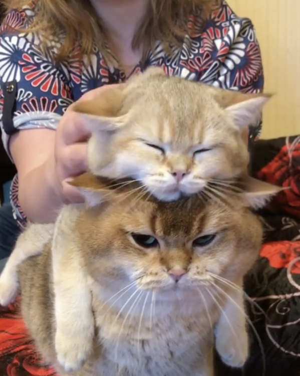 動物,犬,猫,しつけ,飼い方,育て方,病気,健康