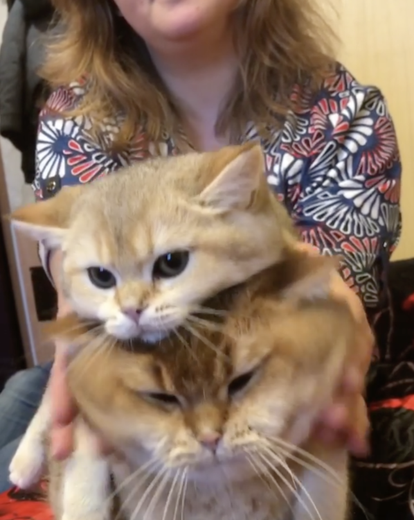 動物,犬,猫,しつけ,飼い方,育て方,病気,健康