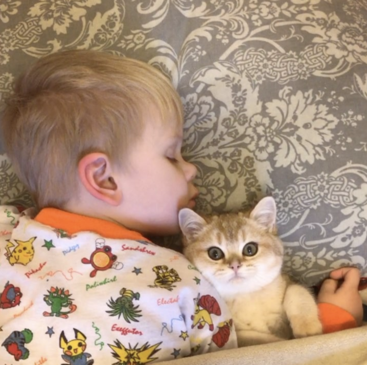 動物,犬,猫,しつけ,飼い方,育て方,病気,健康