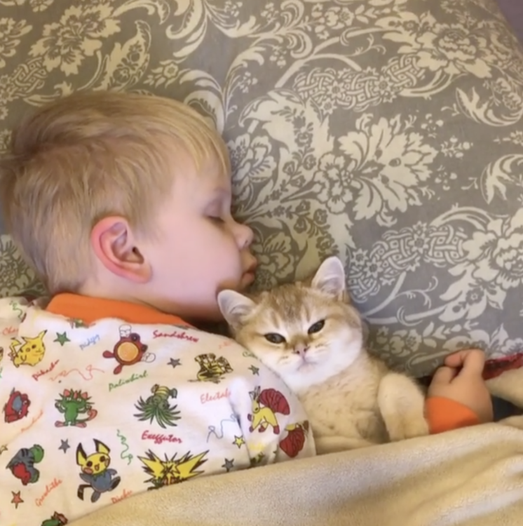 動物,犬,猫,しつけ,飼い方,育て方,病気,健康