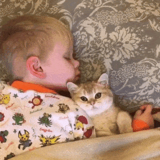 動物,犬,猫,しつけ,飼い方,育て方,病気,健康