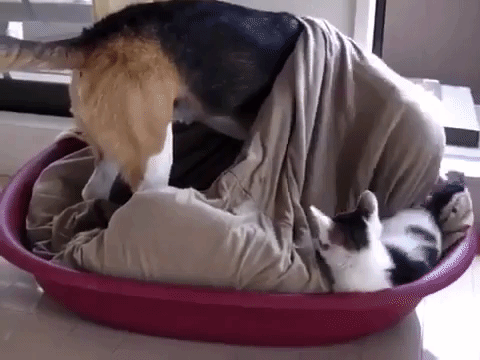 動物,犬,猫,しつけ,飼い方,育て方,病気,健康
