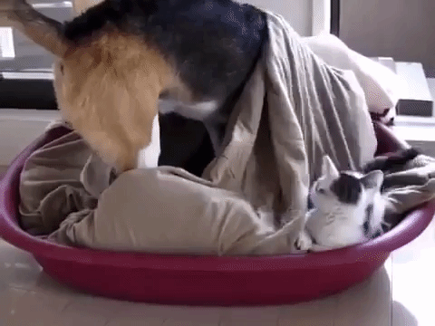 動物,犬,猫,しつけ,飼い方,育て方,病気,健康