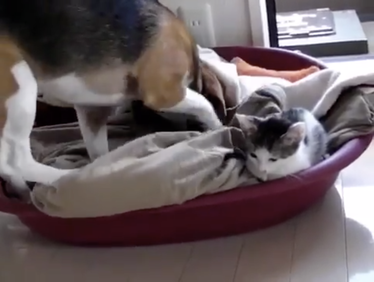 動物,犬,猫,しつけ,飼い方,育て方,病気,健康
