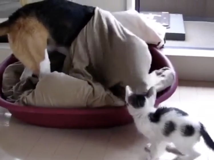 動物,犬,猫,しつけ,飼い方,育て方,病気,健康