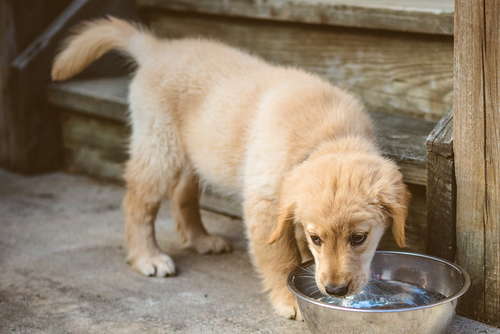 動物,犬,猫,しつけ,飼い方,育て方,病気,健康