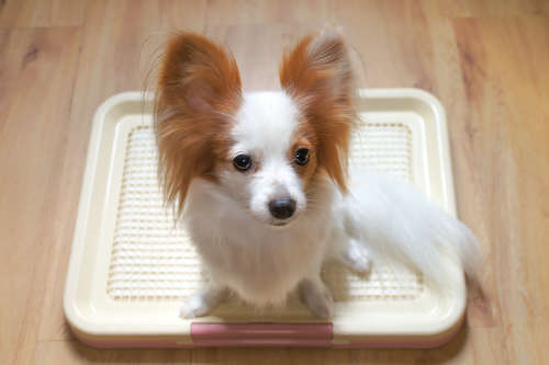 動物,犬,猫,しつけ,飼い方,育て方,病気,健康