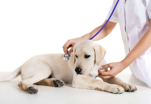 動物,犬,猫,しつけ,飼い方,育て方,病気,健康