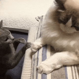 動物,犬,猫,しつけ,飼い方,育て方,病気,健康