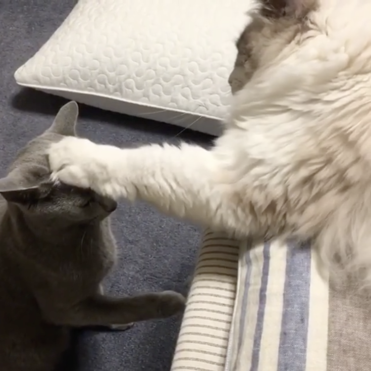 動物,犬,猫,しつけ,飼い方,育て方,病気,健康