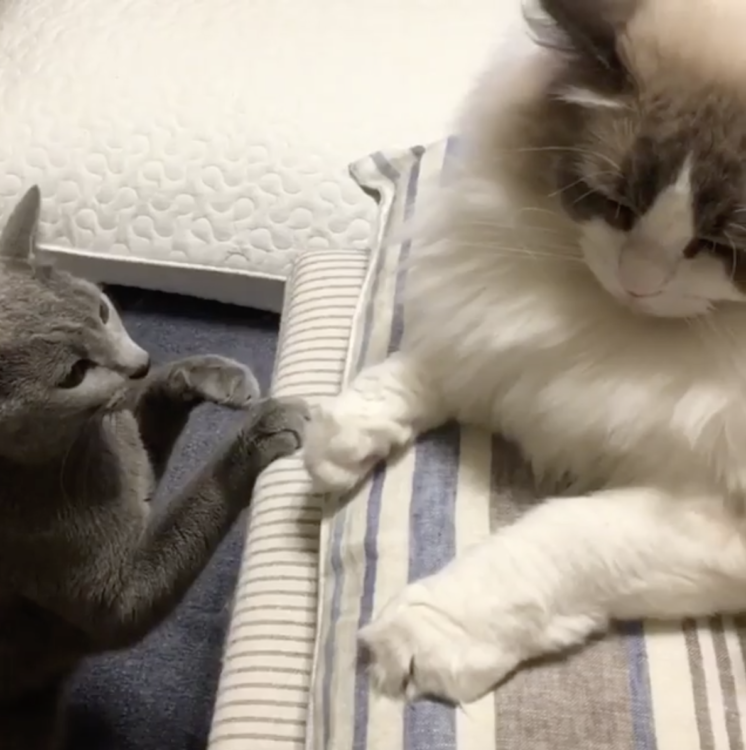 動物,犬,猫,しつけ,飼い方,育て方,病気,健康
