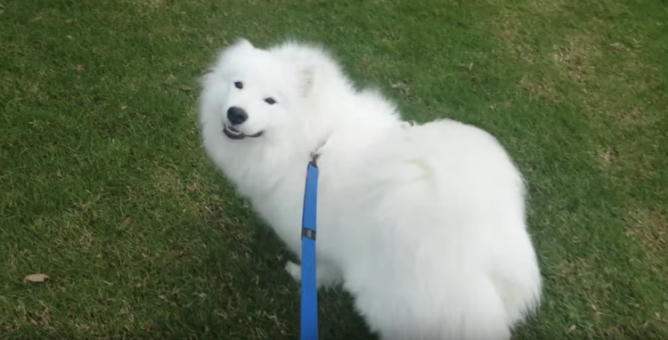 動物,犬,猫,しつけ,飼い方,育て方,病気,健康