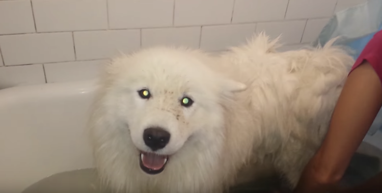 動物,犬,猫,しつけ,飼い方,育て方,病気,健康