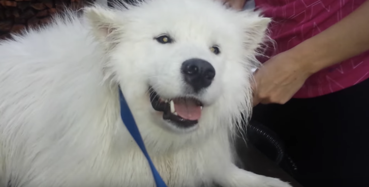 動物,犬,猫,しつけ,飼い方,育て方,病気,健康