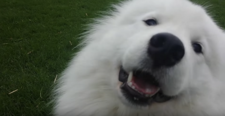 動物,犬,猫,しつけ,飼い方,育て方,病気,健康