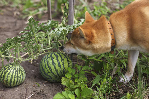 動物,犬,猫,しつけ,飼い方,育て方,病気,健康