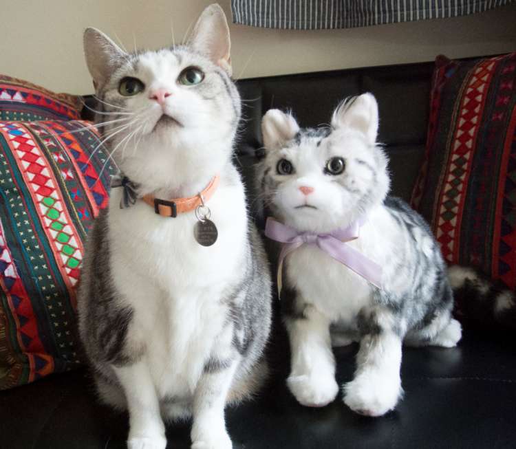 動物,犬,猫,しつけ,飼い方,育て方,病気,健康