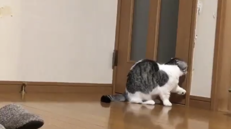 動物,犬,猫,しつけ,飼い方,育て方,病気,健康