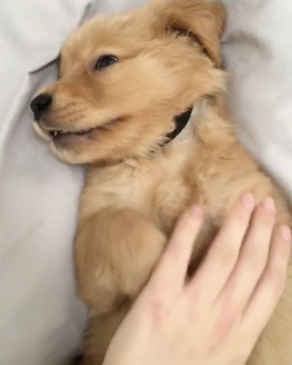 動物,犬,猫,しつけ,飼い方,育て方,病気,健康