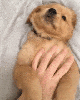 動物,犬,猫,しつけ,飼い方,育て方,病気,健康