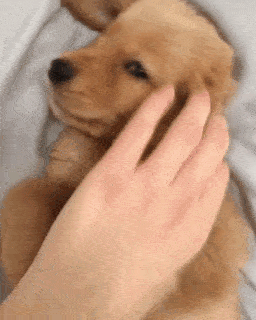 動物,犬,猫,しつけ,飼い方,育て方,病気,健康